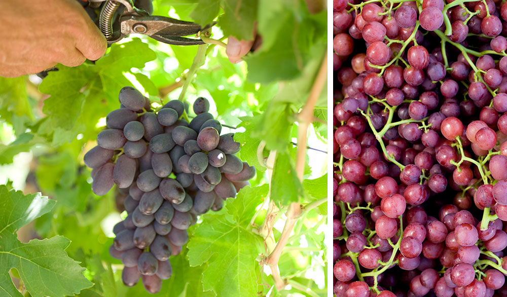 Red Grapes