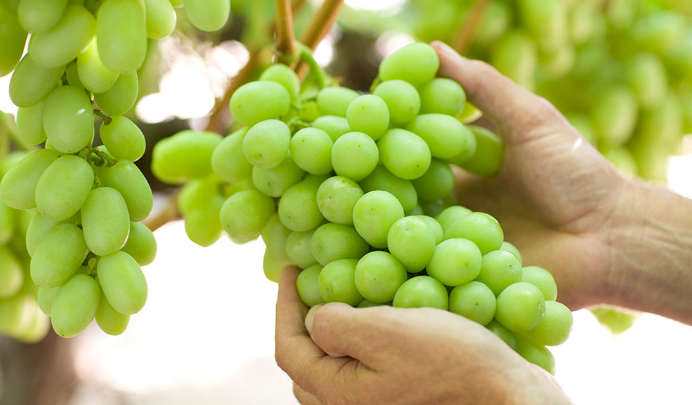 Green Grapes on Vine