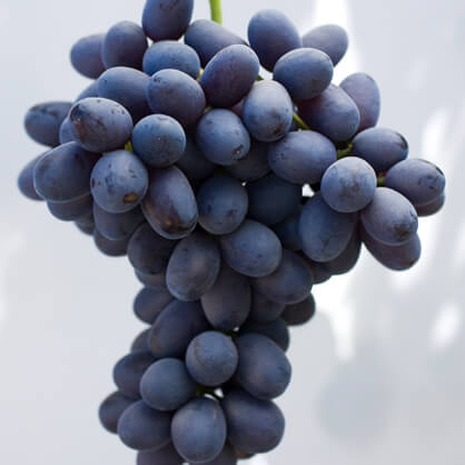 Purple Bloom Grapes