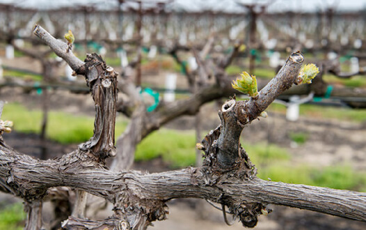 Spur pruned vine with bud