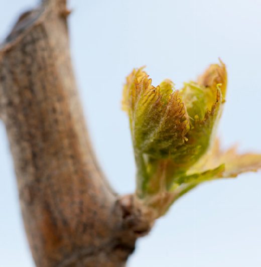 Close up bud break