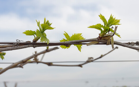 Green leaves on vine