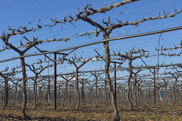 Pruned vineyard