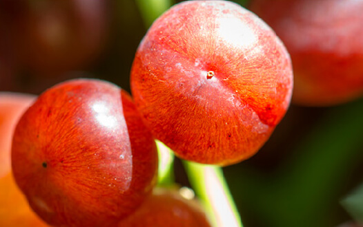 Ripe grape berries