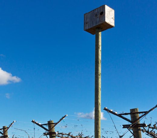 Owl box