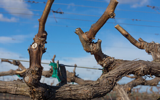 Spur Pruned Vine