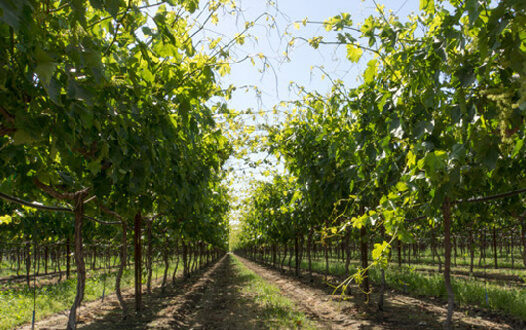 Vineyard appearance during flowering