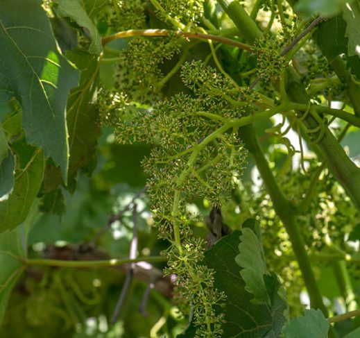 Flowering clusters