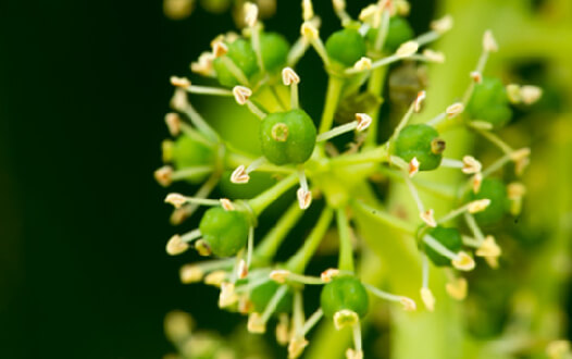 Stamens and carpels