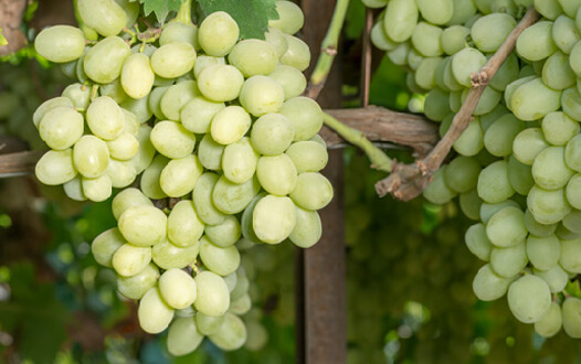 Green grapes