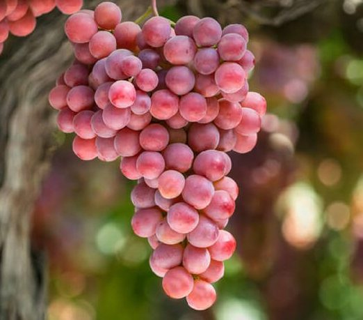 Red grapes