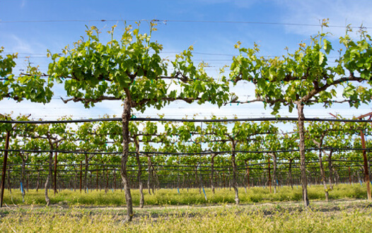 Vineyard in spring