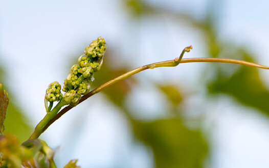 Young shoot and flower cluster