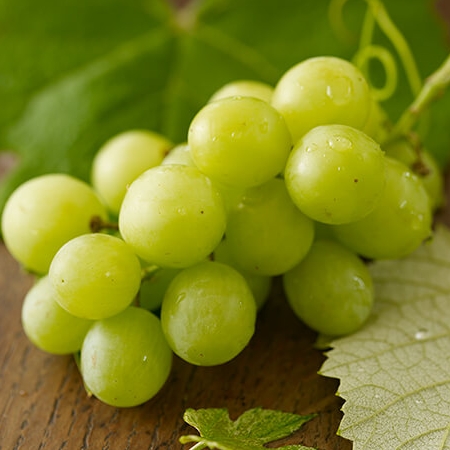 Green grapes on vine