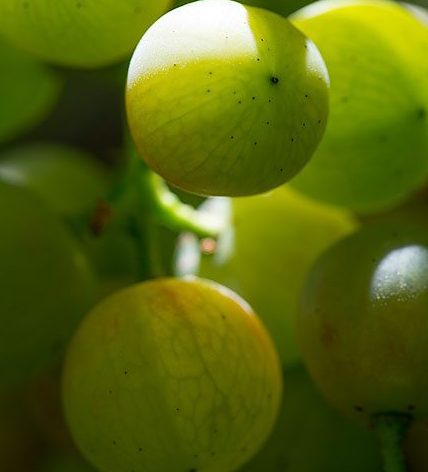 Translucent berry and beginning of color development