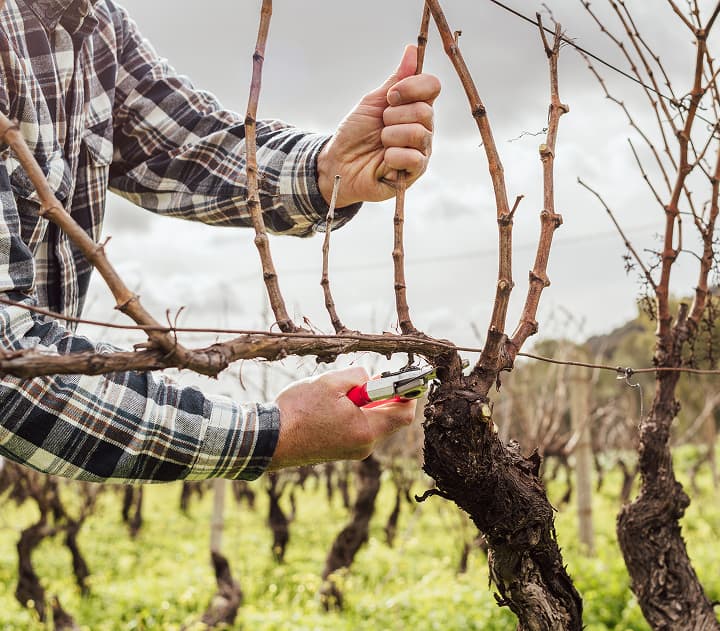 Vineyard lifecycle